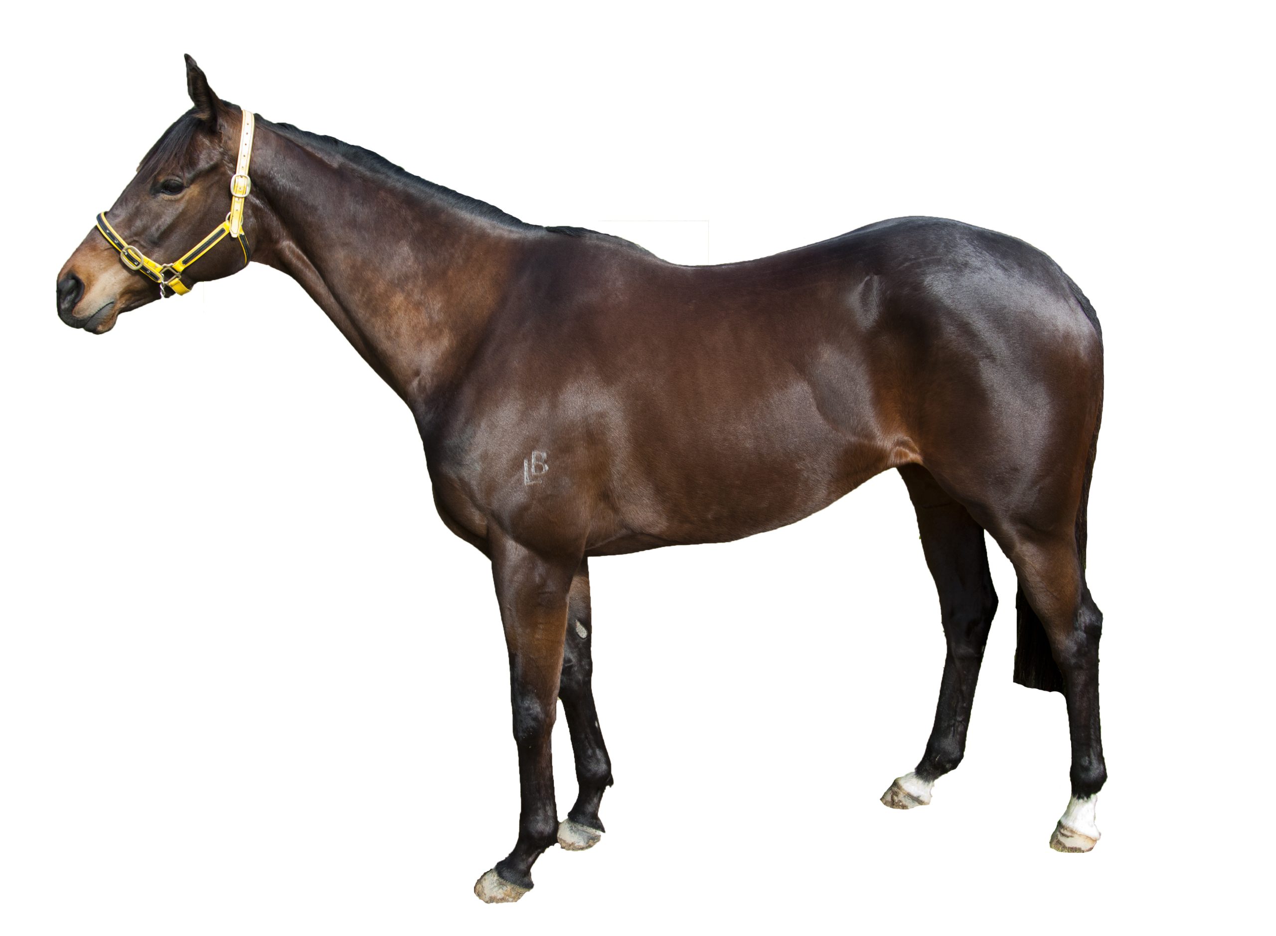 demonstrate equi release pro tool